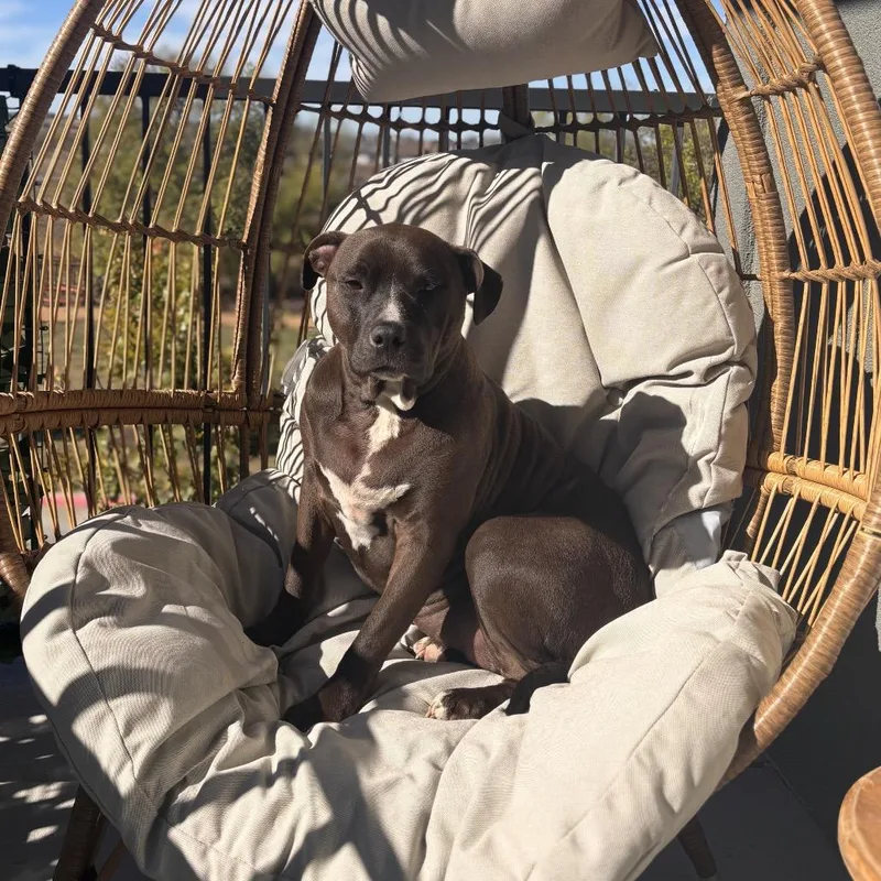 Luna Bean thumbnail 5