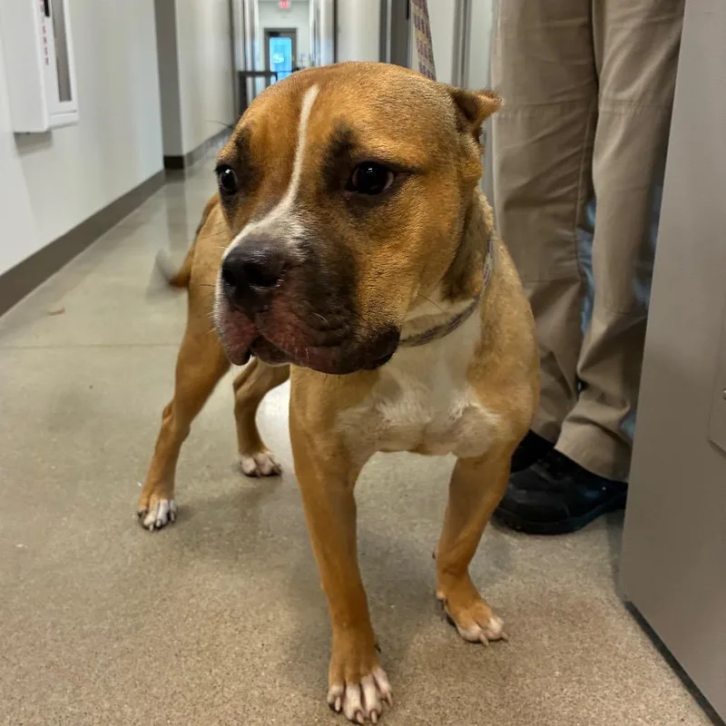 A young medium-sized female Pit Bull Terrier dog named Lilo for adoption in Sand Springs, OK