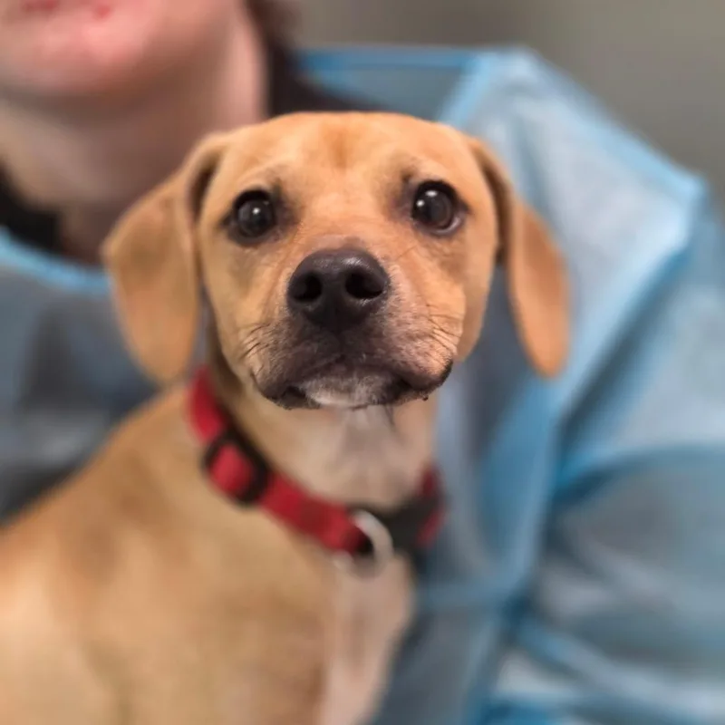 A young small-sized male Yellow / Tan / Blond / Fawn Mixed Breed dog named Lemon Shark for adoption in Charleston, WV