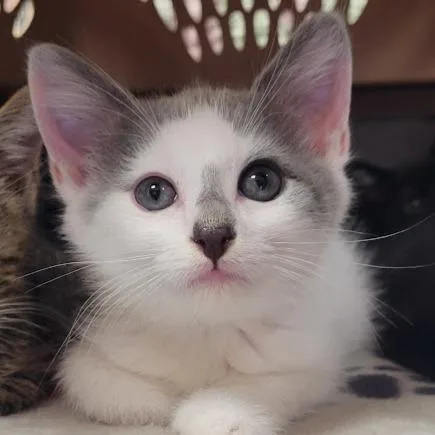 A baby small-sized male Gray / Blue / Silver Domestic Medium Hair cat named Earl Gray for adoption in Grand Island, NE