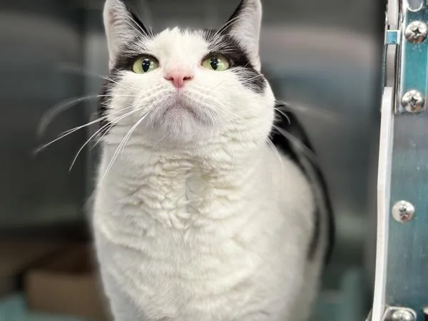 An adult large-sized female Domestic Short Hair cat named Kiki for adoption in Ridgewood, NY