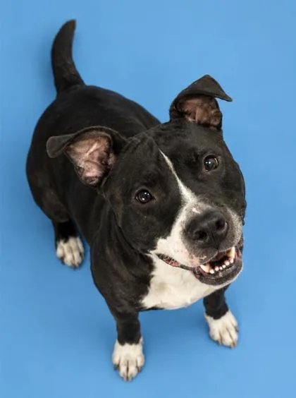 An adult large-sized female Pit Bull Terrier dog named Barb for adoption in Cumming, GA