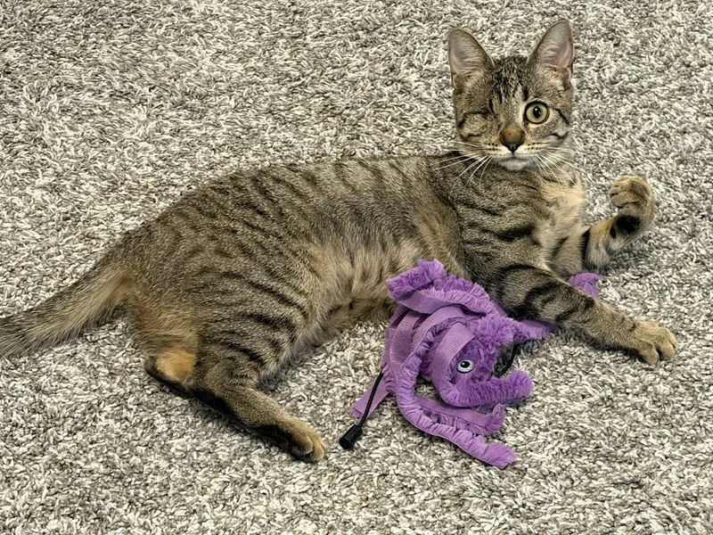 A young medium-sized female Domestic Short Hair cat named Nica for adoption in Dripping Springs, TX