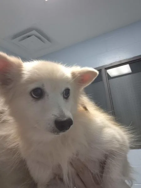 An adult small-sized female Spitz dog named Pen Layla Hw for adoption in Lawrenceville, GA