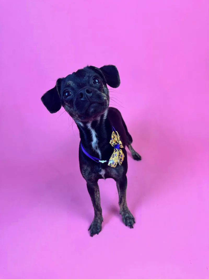 A young small-sized female Brindle Chihuahua dog named Squiggy for adoption in Alvin, TX