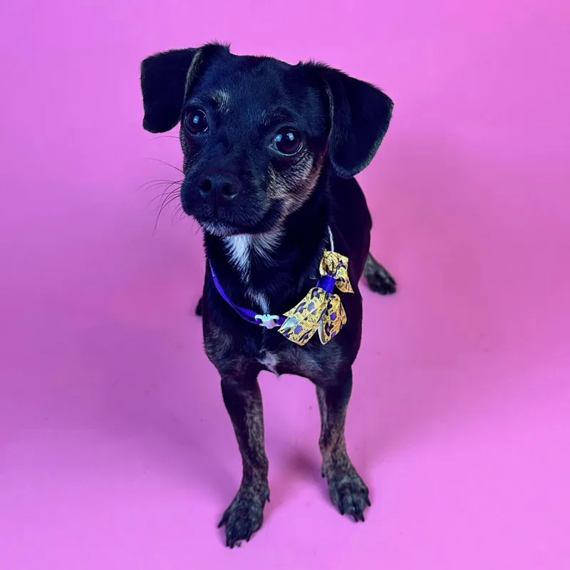 Squiggy thumbnail 2