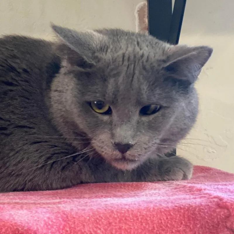 An adult small-sized female Gray / Blue / Silver Domestic Short Hair cat named Diletta for adoption in Tucson, AZ