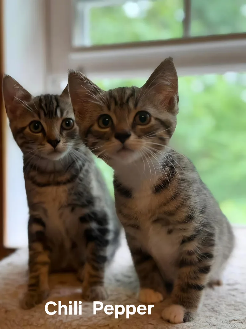 Chili& Pepper