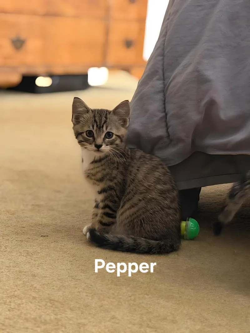 Chili& Pepper thumbnail 2