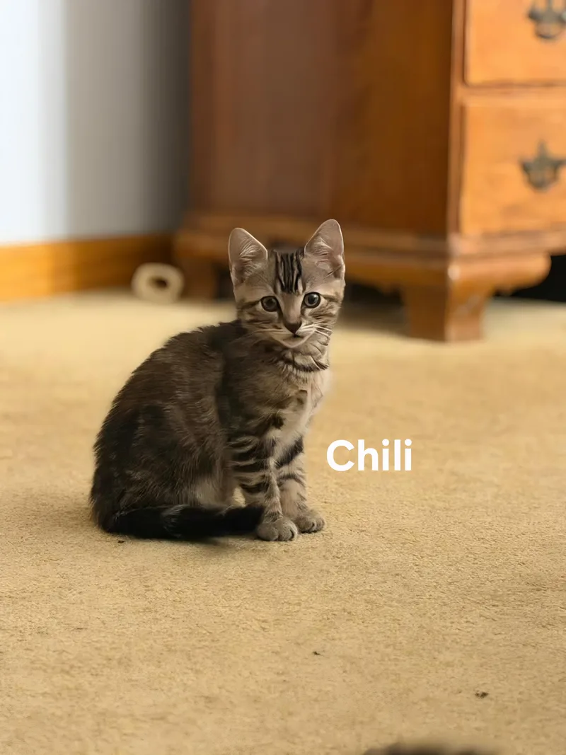 Chili& Pepper thumbnail 3