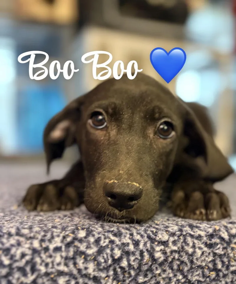 A baby medium-sized male Black Beagle dog named Boo Boo for adoption in Felton, PA