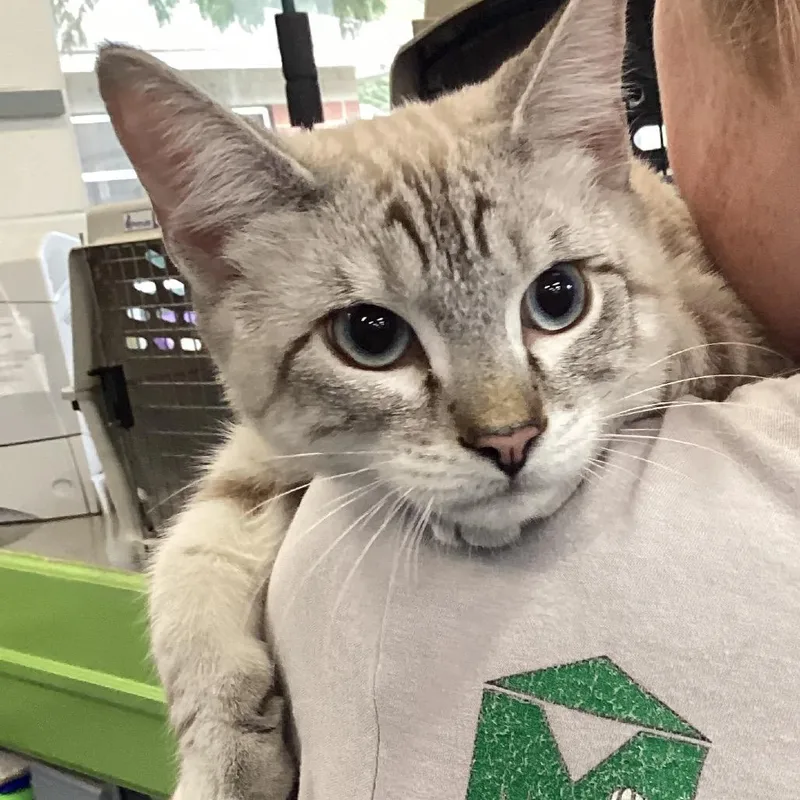 A baby medium-sized male Domestic Short Hair cat named Silver for adoption in Montgomery, AL