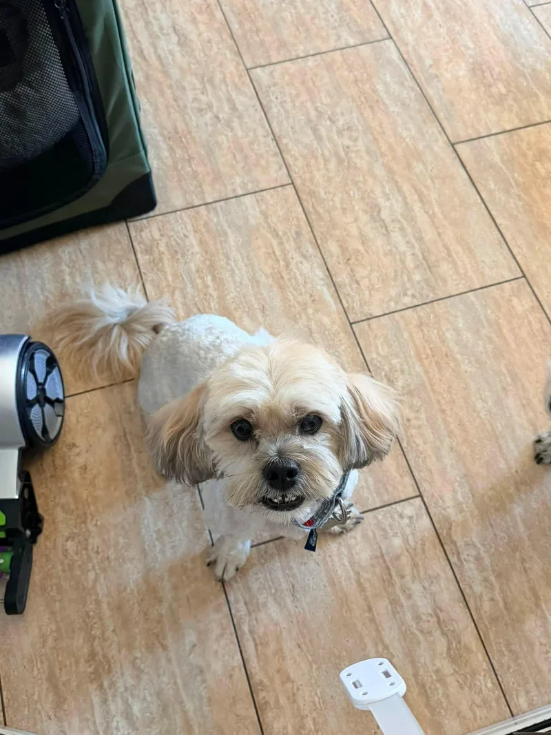 A young medium-sized male Lhasa Apso dog named Tommy for adoption in Las Vegas, NV