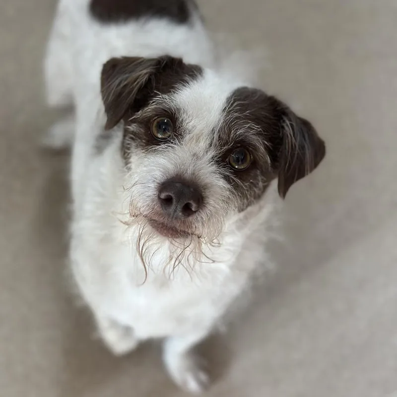 A senior small-sized male White / Cream Terrier dog named Gavin for adoption in Kanab, UT