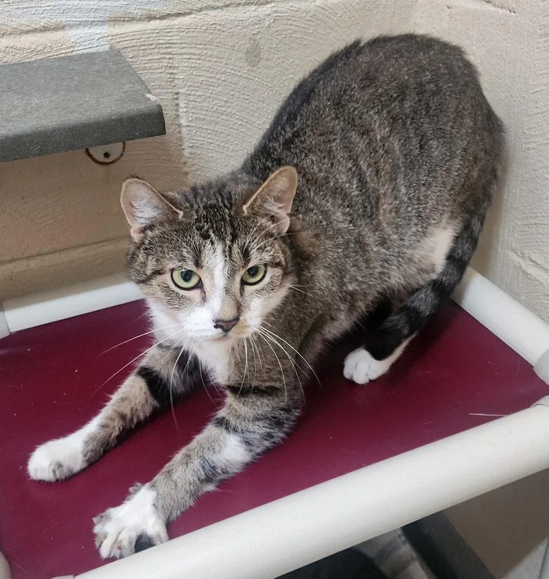 An adult medium-sized female Domestic Short Hair cat named Sophia for adoption in Wetumpka, AL