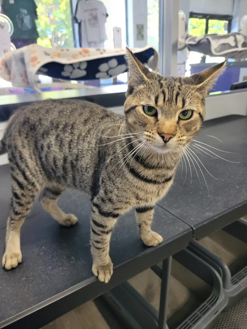 A young medium-sized male Tabby (Buff / Tan / Fawn) Domestic Short Hair cat named Benji for adoption in Morganton, NC