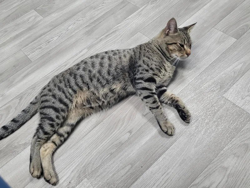 Benji thumbnail 3