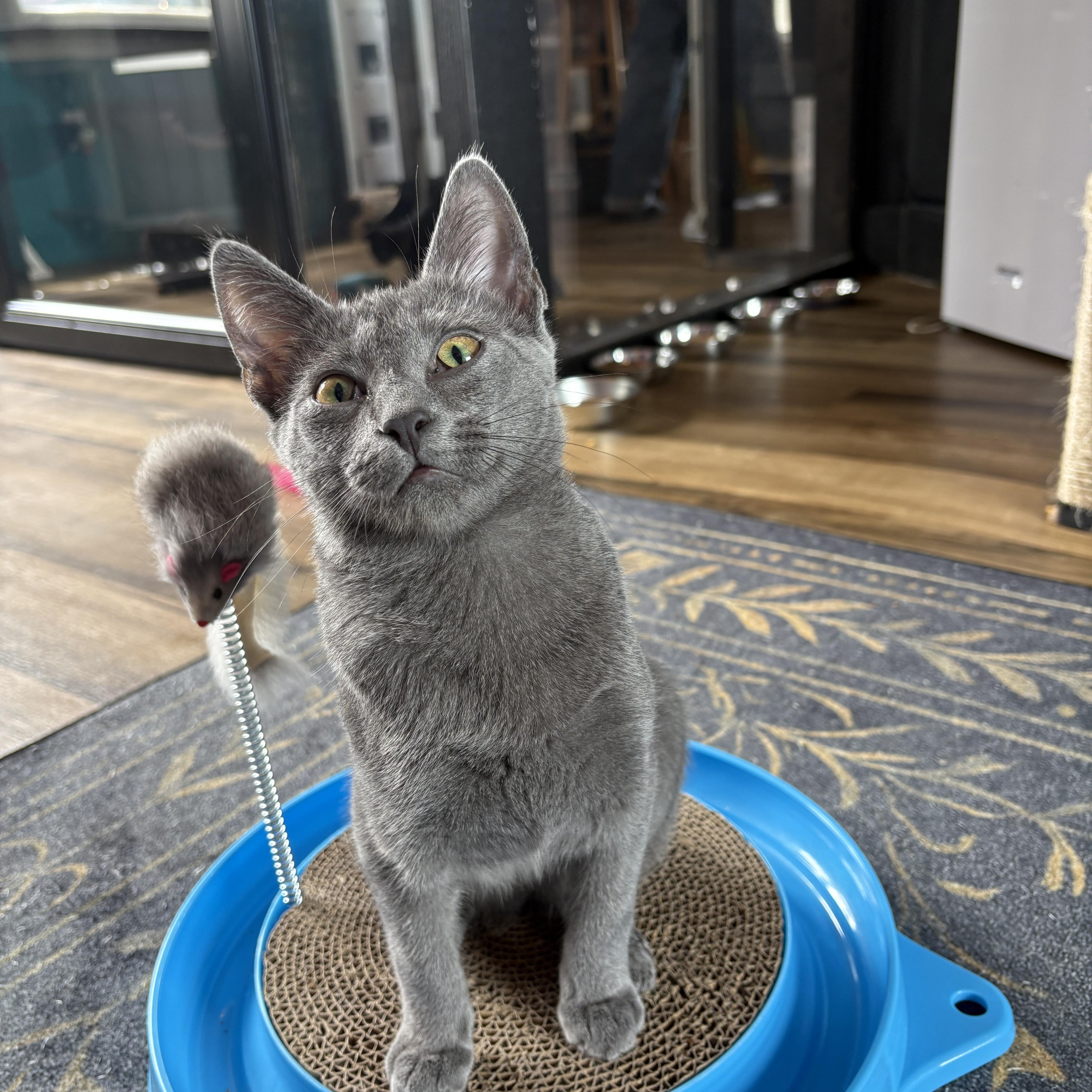 A baby small-sized male Gray / Blue / Silver Domestic Short Hair cat named Fumée for adoption in Asheville, NC