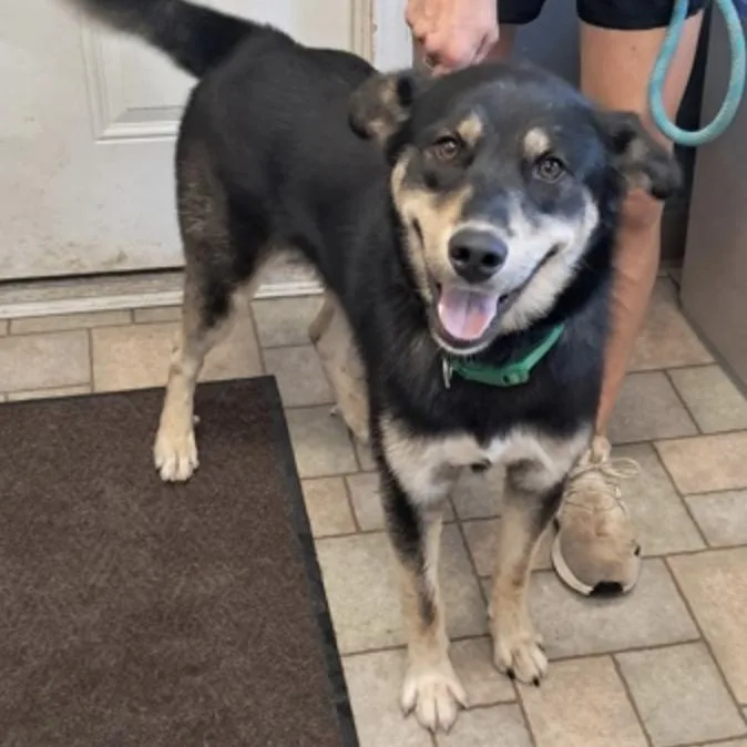 A young medium-sized male German Shepherd Dog dog named Atlas for adoption in Hollister, MO