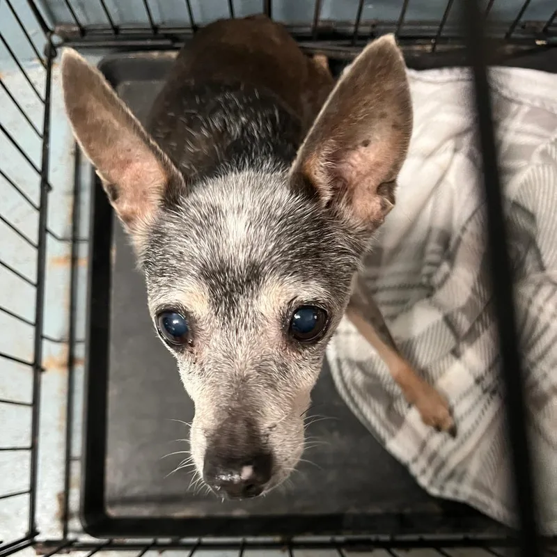 A senior small-sized female Chihuahua dog named Harriet for adoption in Gainesville, FL
