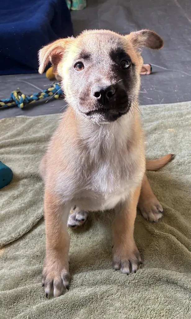 A baby medium-sized male Australian Shepherd dog named Dorian for adoption in Thompson Falls, MT
