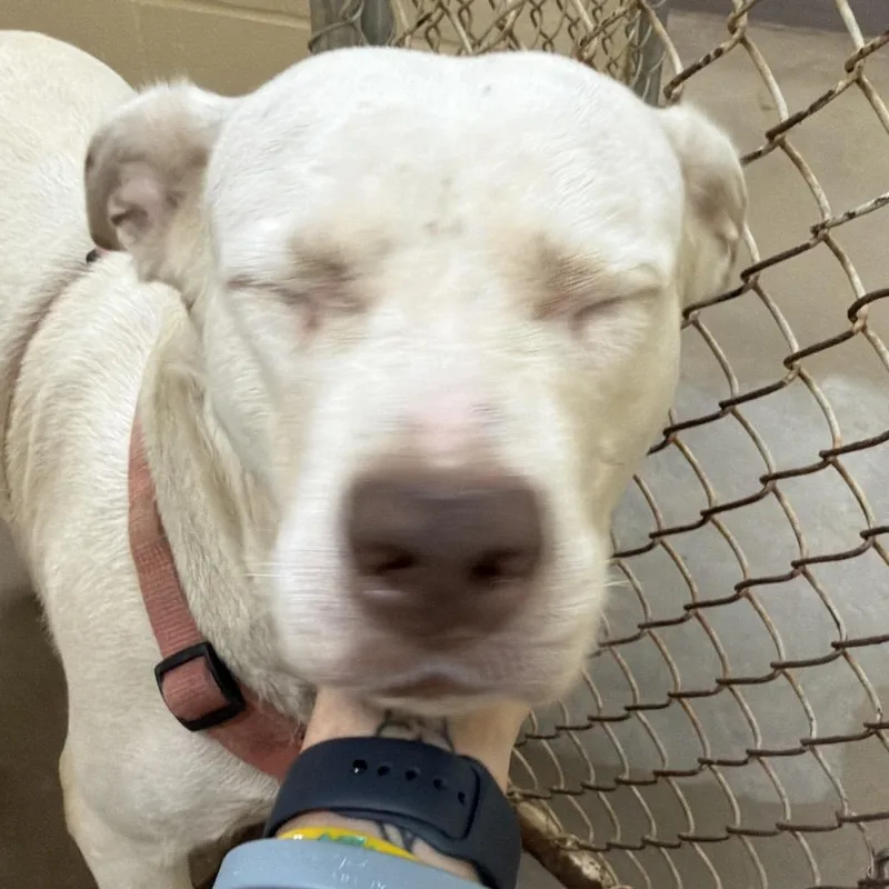 An adult large-sized female White / Cream Pit Bull Terrier dog named Nova for adoption in Palestine, TX