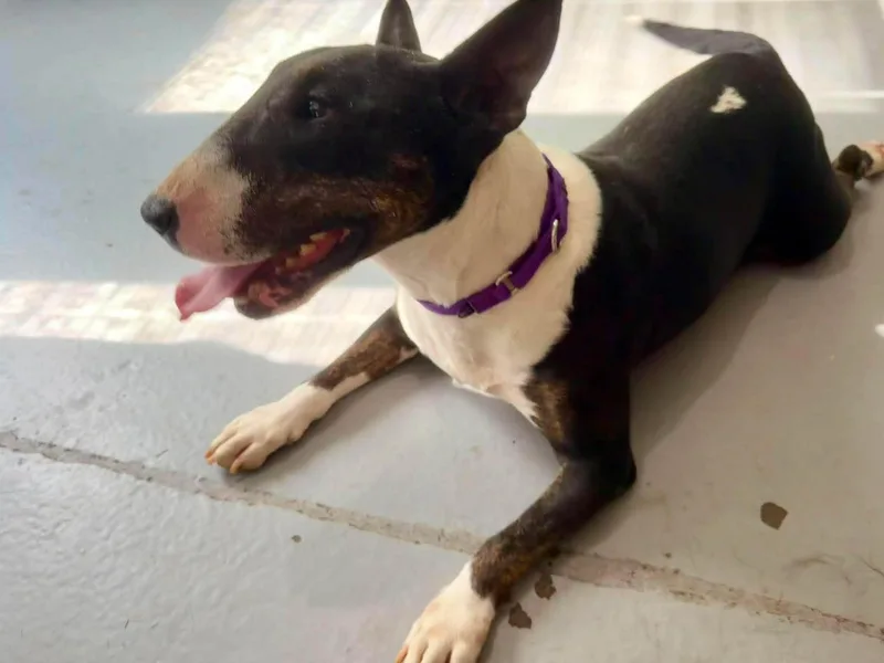 An adult large-sized female Bull Terrier dog named Tink for adoption in New York, NY