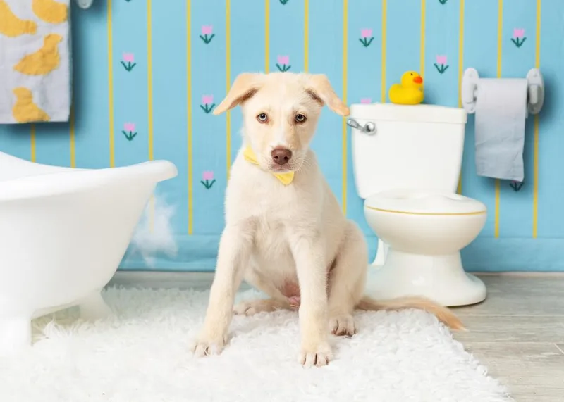A baby large-sized male White / Cream Siberian Husky dog named Sprout for adoption in Frisco, TX