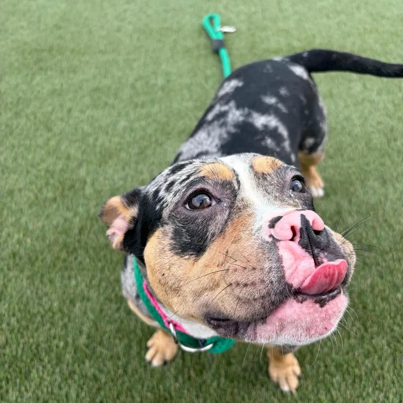 An adult medium-sized female Brown / Chocolate Mixed Breed dog named Bubbles for adoption in Philadelphia, PA