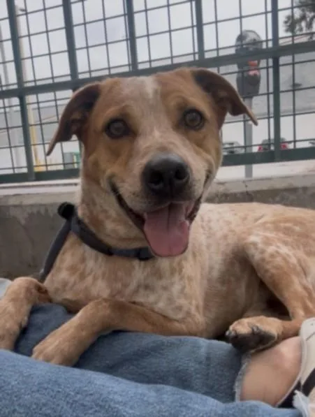 A young large-sized male Dalmatian dog named Sesame for adoption in Los Angeles, CA