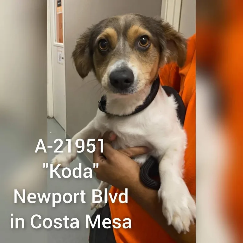 A young small-sized male White / Cream Jack Russell Terrier dog named Koda for adoption in Westminster, CA