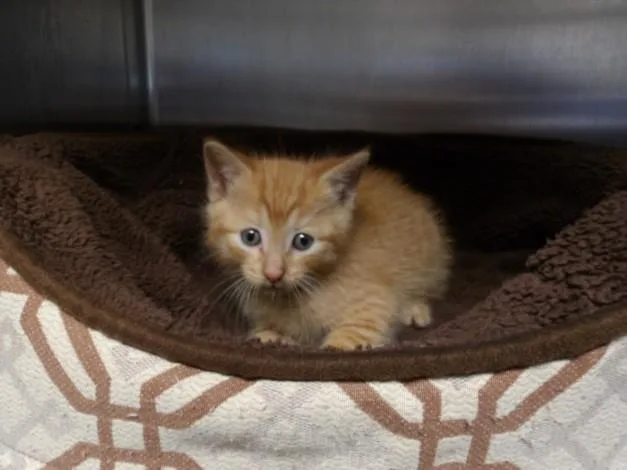 A baby small-sized male Domestic Short Hair cat named Bean for adoption in Los Angeles, CA