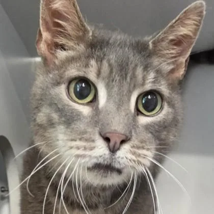 A senior medium-sized male Tabby (Brown / Chocolate) Domestic Short Hair cat named Jeremy for adoption in Phoenixville, PA