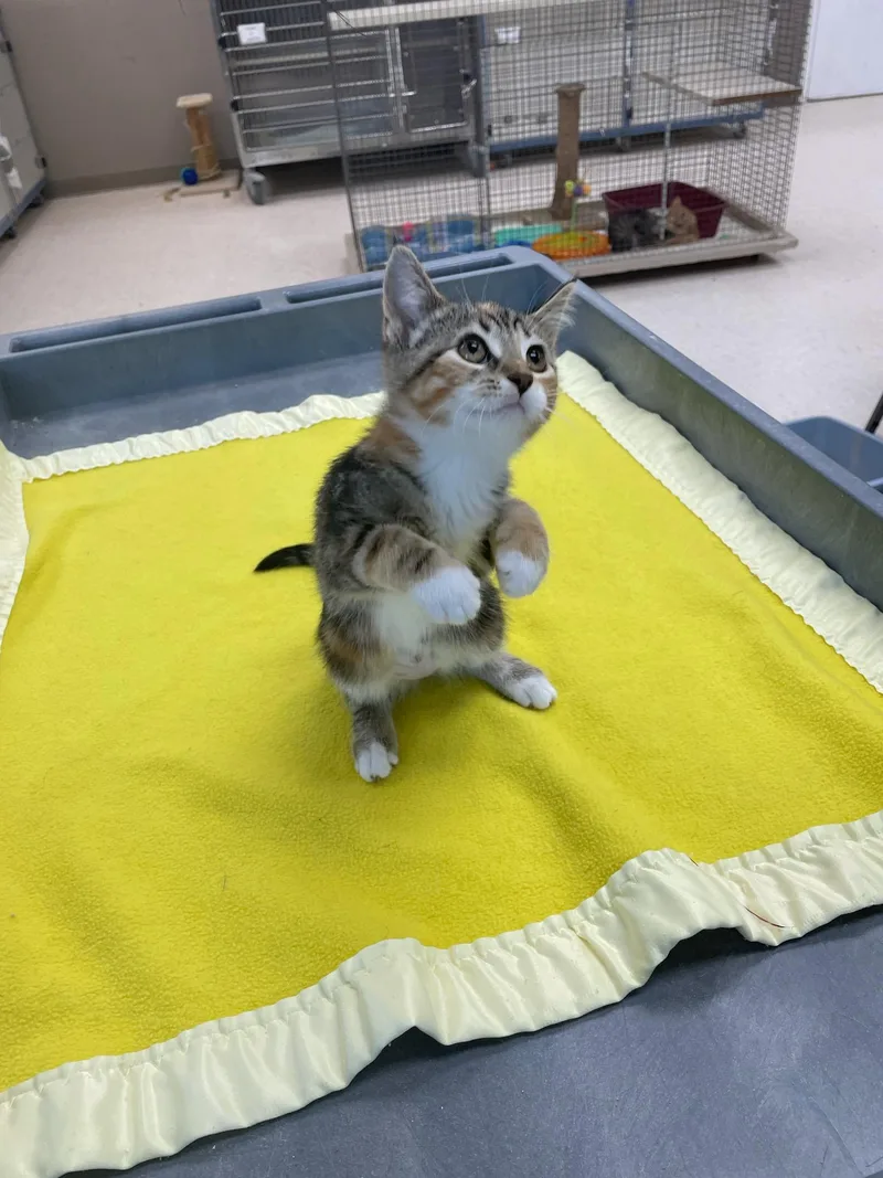 A baby small-sized female Tabby (Brown / Chocolate) Domestic Short Hair cat named Peral for adoption in Neillsville, WI