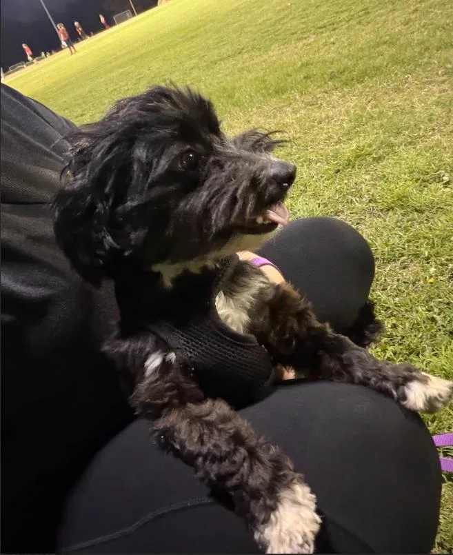 A young small-sized male Black Shih Tzu dog named Lalo for adoption in Coppell, TX