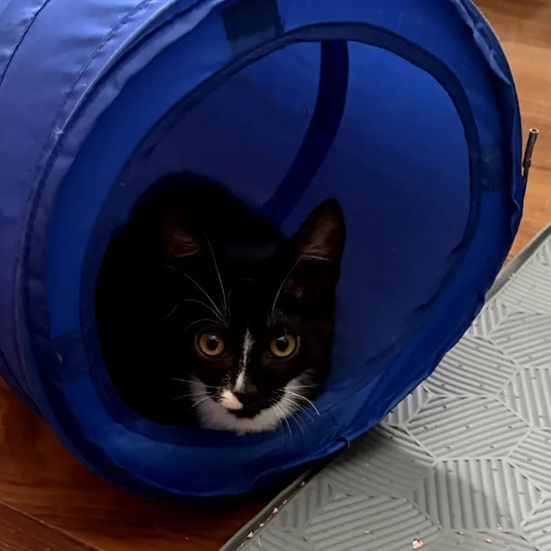 A baby small-sized female Black Domestic Short Hair cat named Valentina for adoption in Pacific Palisades, CA