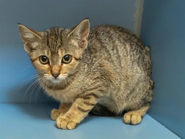 A baby small-sized female Domestic Short Hair cat named Seaweed for adoption in Martinez, CA