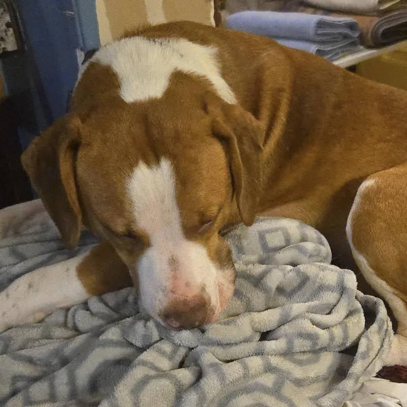 A young small-sized male Brown / Chocolate Mixed Breed dog named Milo for adoption in Lynchburg, VA