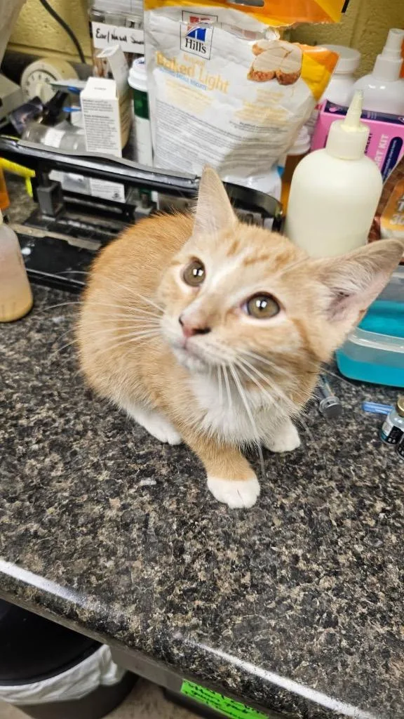 A baby small-sized male Domestic Short Hair cat named Hobbes for adoption in Crossville, TN