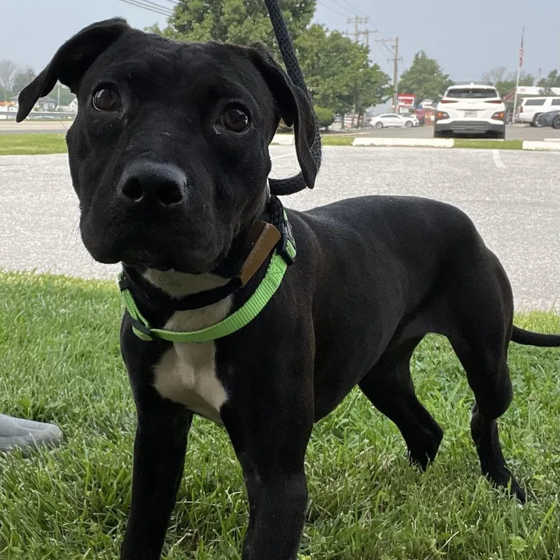 A young small-sized female Black Pit Bull Terrier dog named "Phantom" for adoption in Perkiomenville, PA