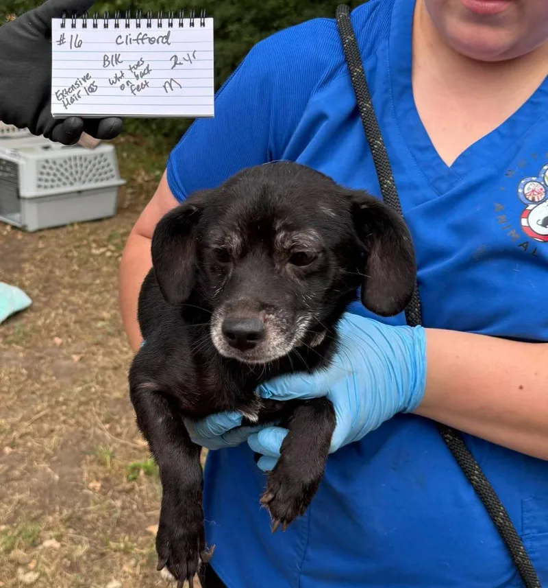 An adult small-sized male Dachshund dog named Ryder for adoption in Pratt, KS
