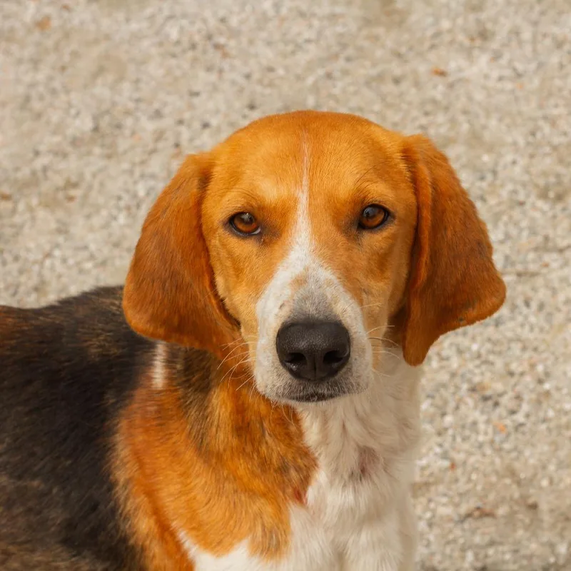 A young small-sized female Brown / Chocolate Hound dog named Martini for adoption in Windsor, VA