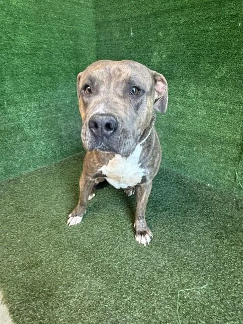 An adult large-sized female American Staffordshire Terrier dog named Athena for adoption in Lancaster, CA