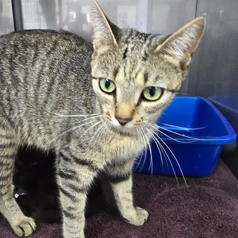 A young medium-sized female Brown / Chocolate Domestic Short Hair cat named Miata for adoption in Marble, NC