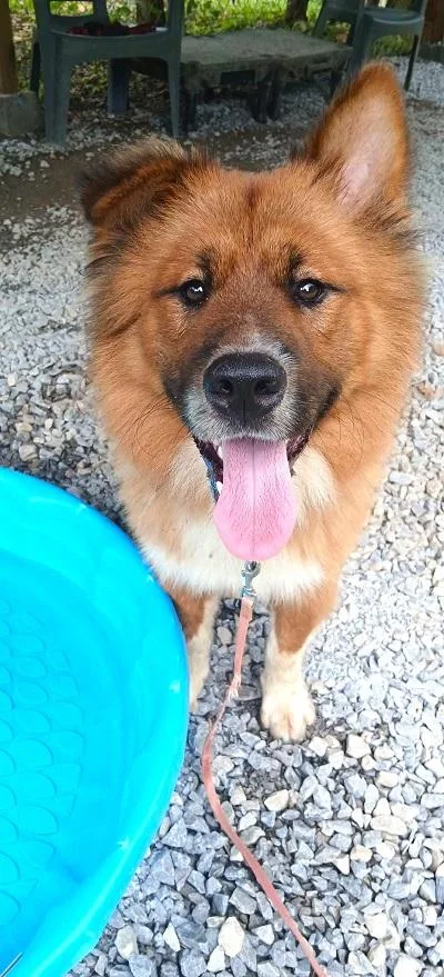 An adult medium-sized female Red / Chestnut / Orange Chow Chow dog named George for adoption in Pegram, TN