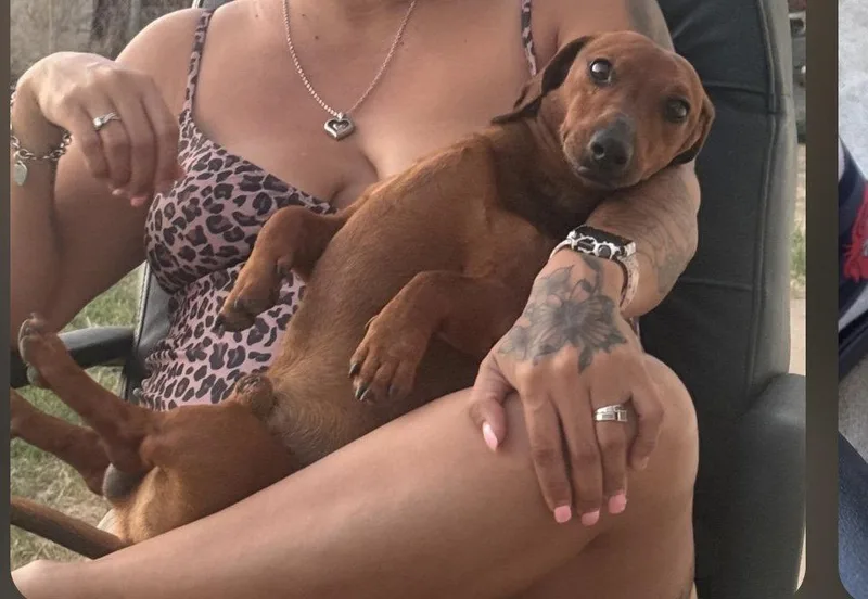 An adult small-sized male Dachshund dog named Red Milo Temecula for adoption in Los Angeles, CA