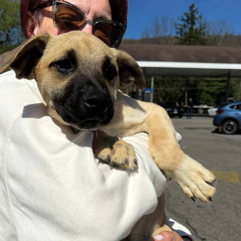 A baby medium-sized female Yellow / Tan / Blond / Fawn Treeing Walker Coonhound dog named Ny Lakely Avail Apr for adoption in Eastford, CT