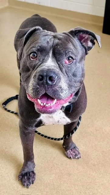 An adult large-sized male Pit Bull Terrier dog named Prime for adoption in Derwood, MD