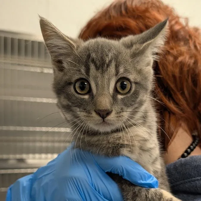 A baby small-sized male Domestic Short Hair cat named Tigger for adoption in Greenville, SC