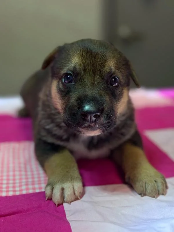 A baby small-sized female Anatolian Shepherd dog named Boba for adoption in Stratham, NH